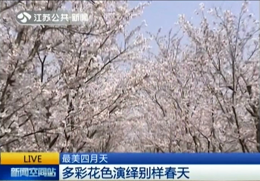 江蘇公共新聞報(bào)道大洋灣_副本.jpg